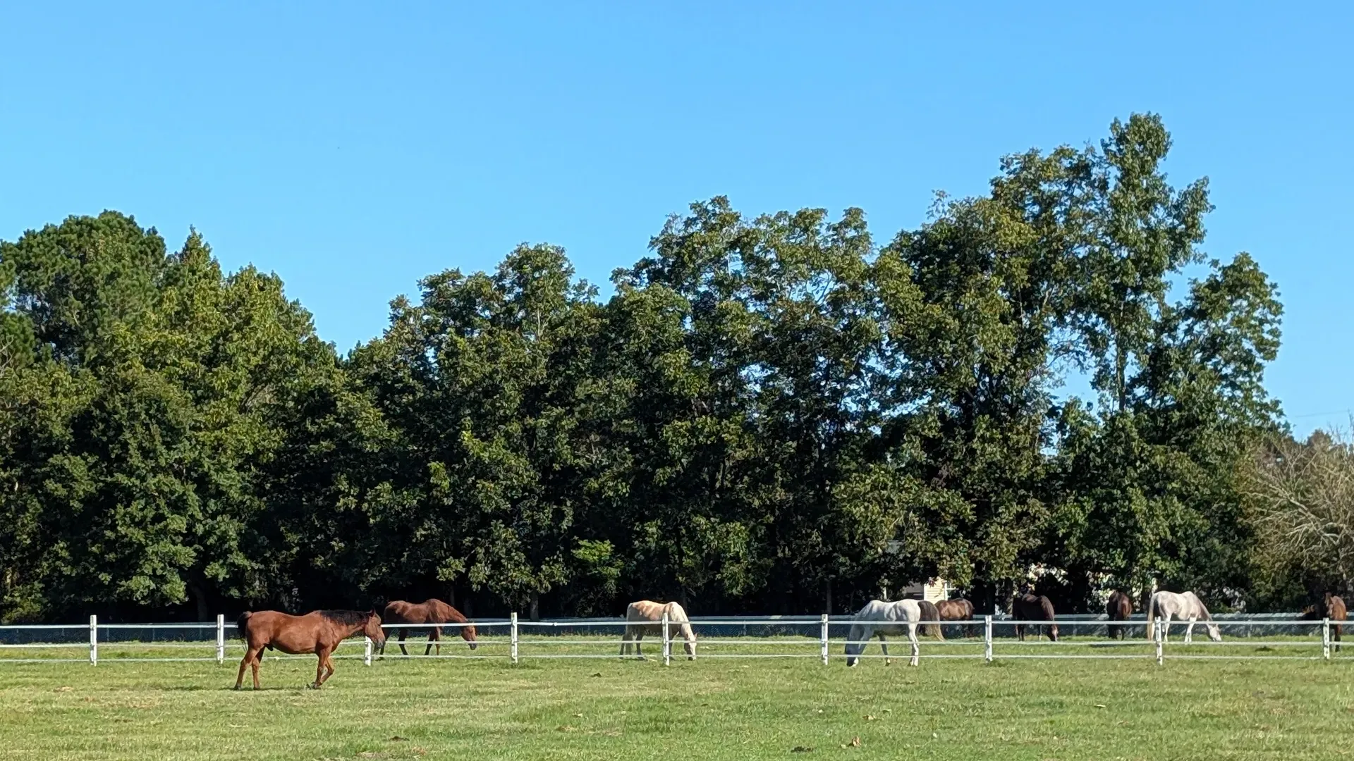 Equestrian homesites in Castle Hayne