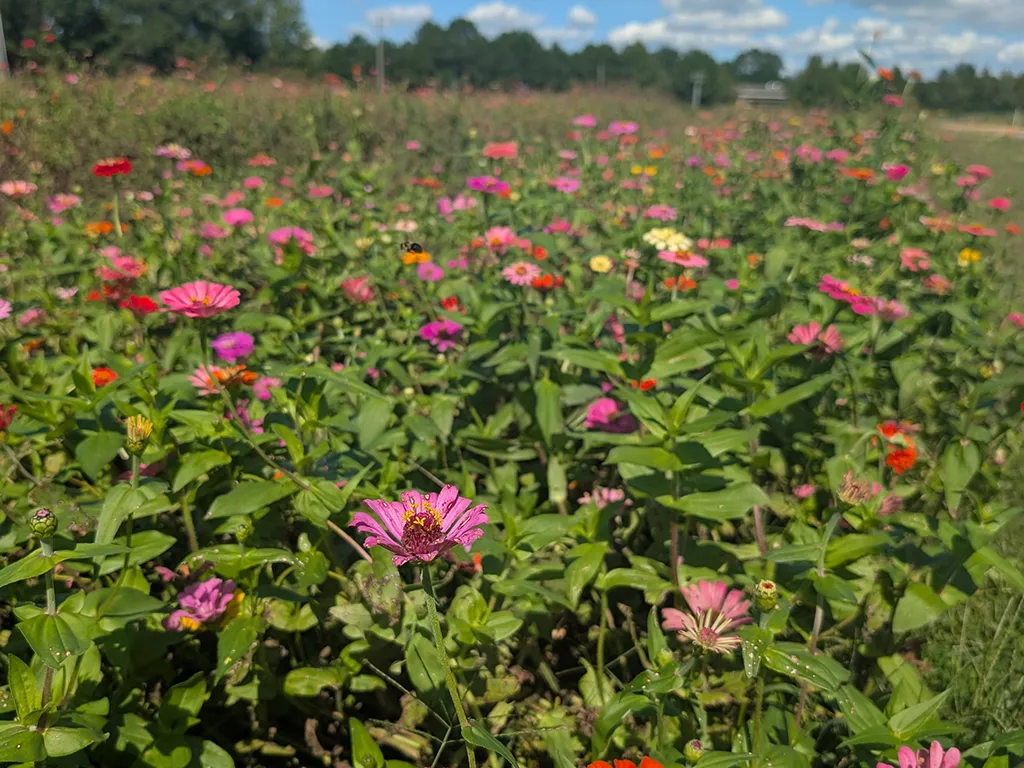 You-pick flowers at Trask Family Farms