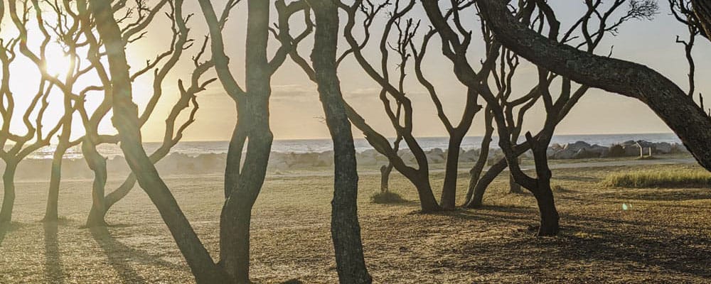 Sunlight through coastal trees overlooking the ocean
